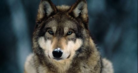 Autor promete lobo de verdade em novela das nove