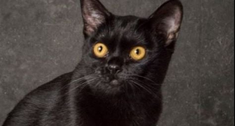 O Sétimo Guardião: Público aprova gato Léon e aponta vilã inconsistente