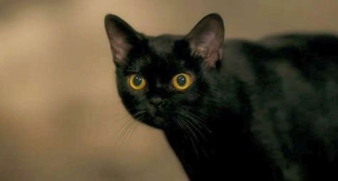 Gato Léon, de O Sétimo Guardião, surgirá em "Bom Sucesso"