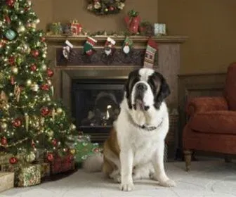 Com "Beethoven e sua Aventura de Natal”, SBT conquista o primeiro lugar