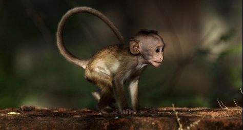 Série documental Ilha dos Macacos estreia na TV Brasil