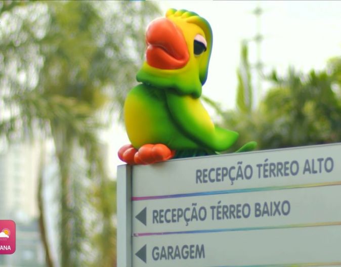 Papagaio tenta invadir os Estúdios Globo à procura de Ana Maria Braga