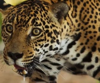 Resumo de 'Pantanal': capítulos de 15 a 20 de agosto