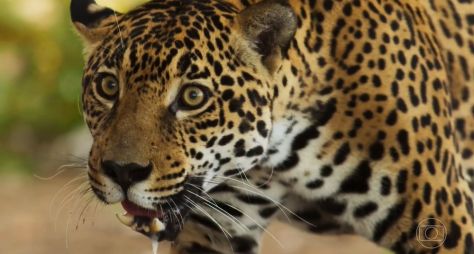 Resumo de 'Pantanal': capítulos de 15 a 20 de agosto