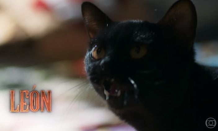 O Gato Léon. Foto: Reprodução/Globo